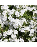 Флокс шилоподібний White Delight у білому цвітінні